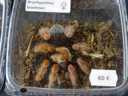 Haustiermesse Wien 2.03.2025